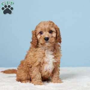 Milo, Cavapoo Puppy